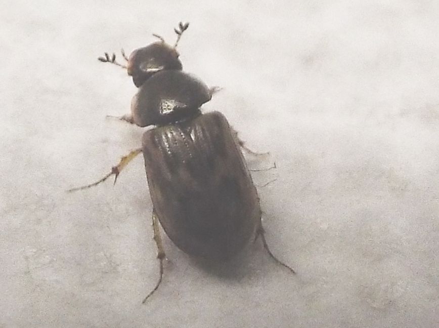 Nimbus johnsoni  (Aphodiidae)